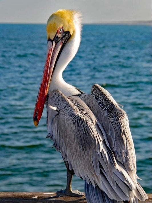 Pelican | Diamond Painting