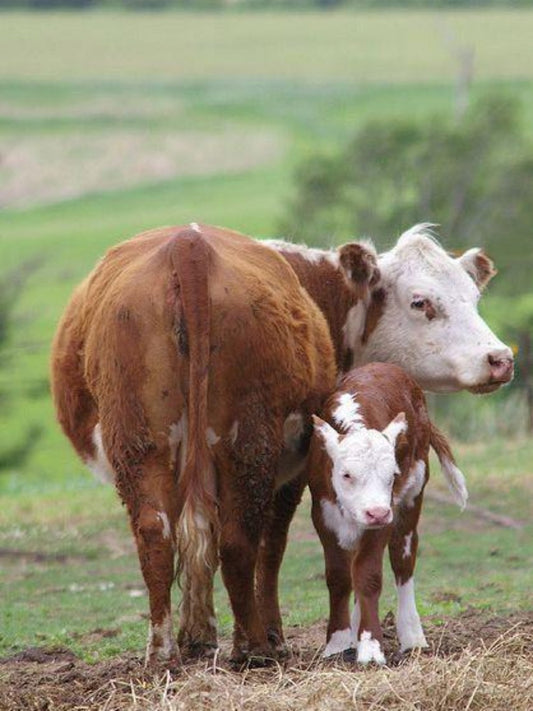 Cow | Diamond Painting