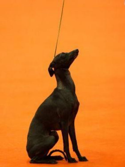 Greyhound Dog | Diamond Painting