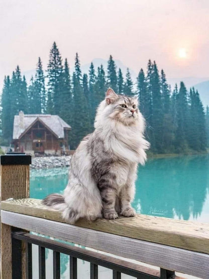 Persian Cat | Diamond Painting