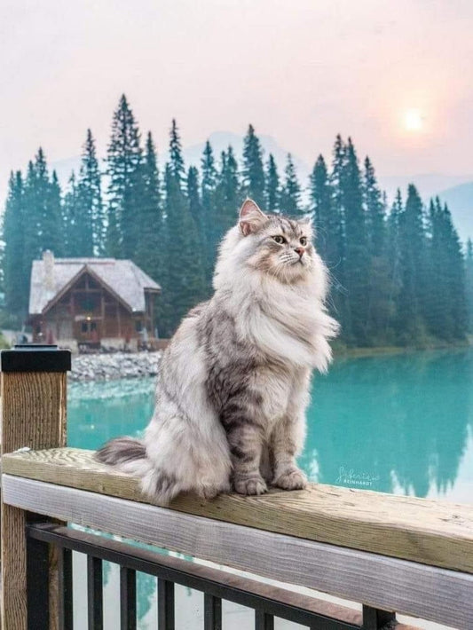 Persian Cat | Diamond Painting