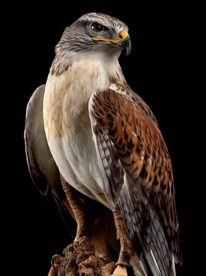 Falcon | Diamond Painting