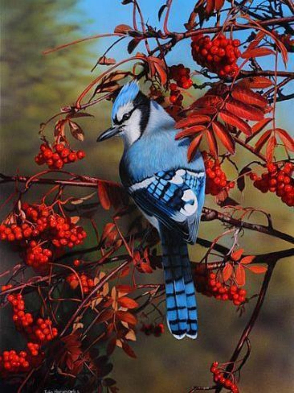 Blue Jay | Diamond Painting