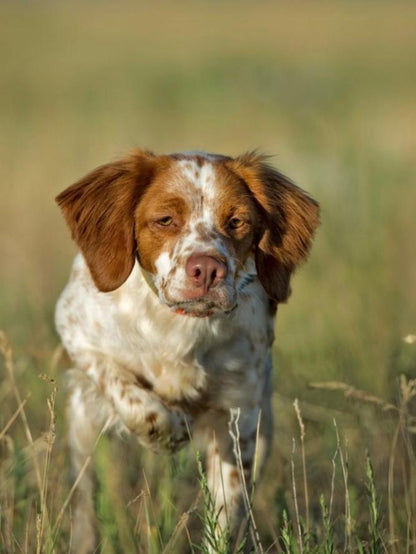 Brittany Spaniel Dog | Diamond Painting