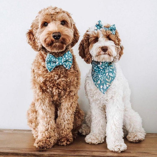 Labradoodle Dog | Diamond Painting