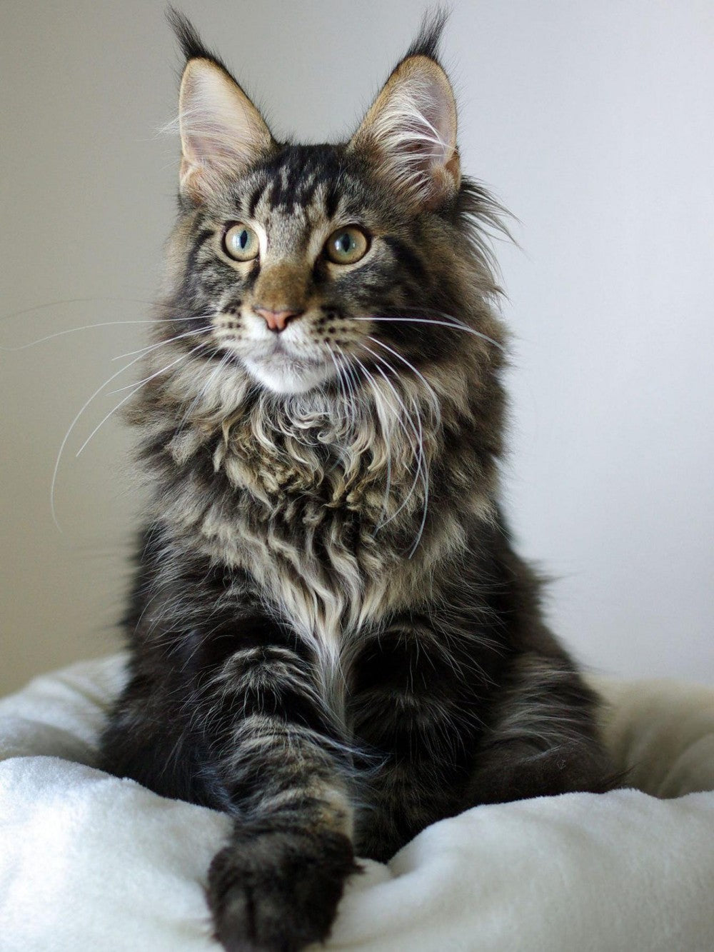 Maine Coon | Diamond Painting