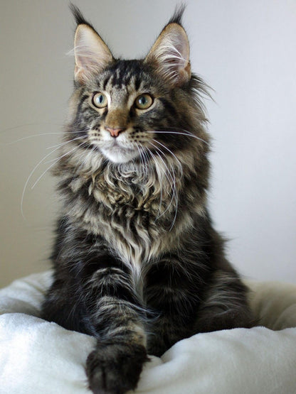 Maine Coon | Diamond Painting