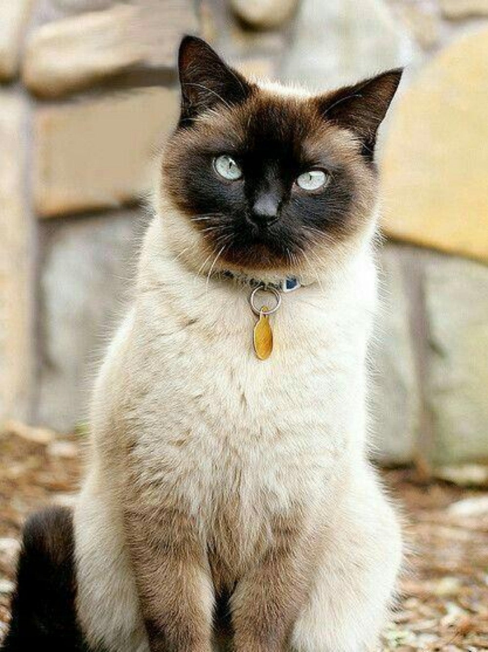 Siamese Cat | Diamond Painting