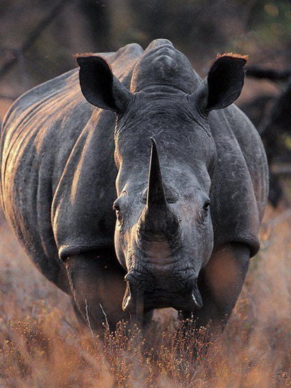 Rhino | Diamond Painting