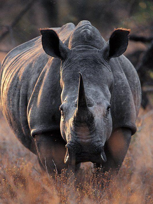 Rhino | Diamond Painting