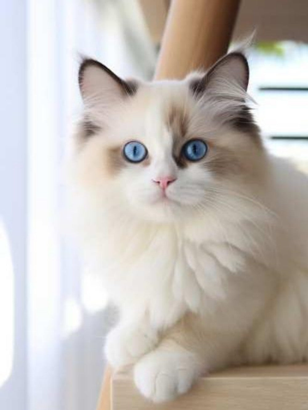 Ragdoll Cat | Diamond Painting