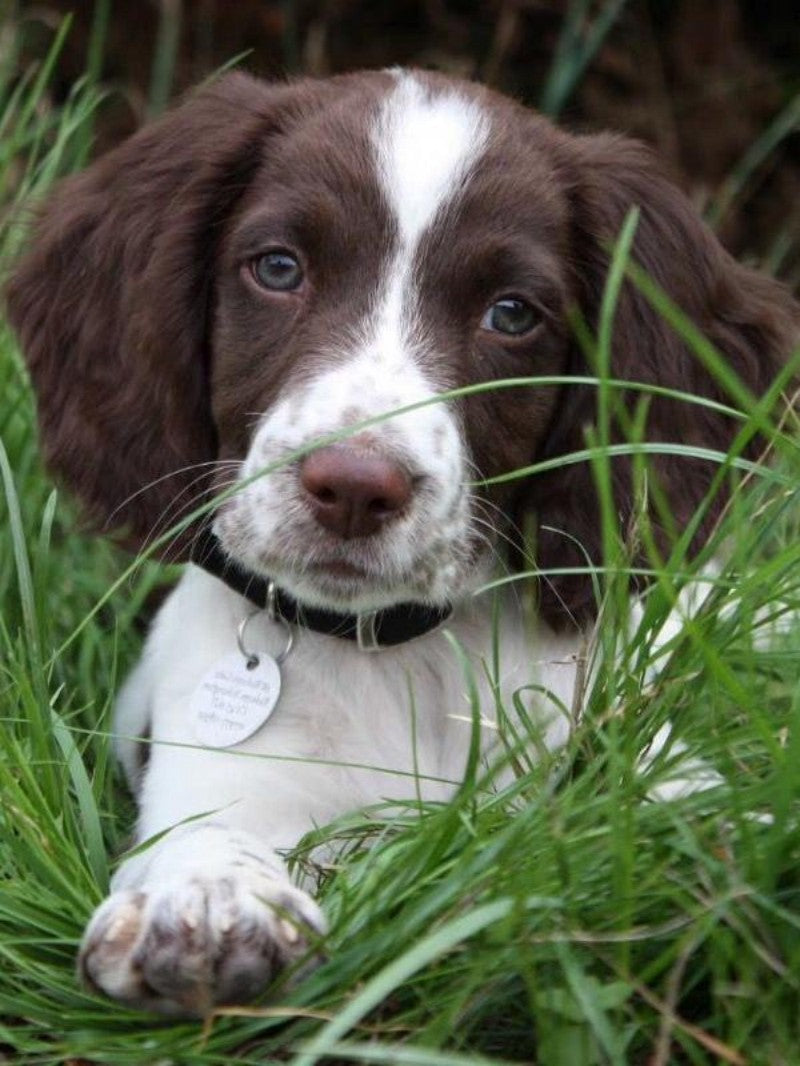 English Springer Spaniel Dog | Diamond Painting