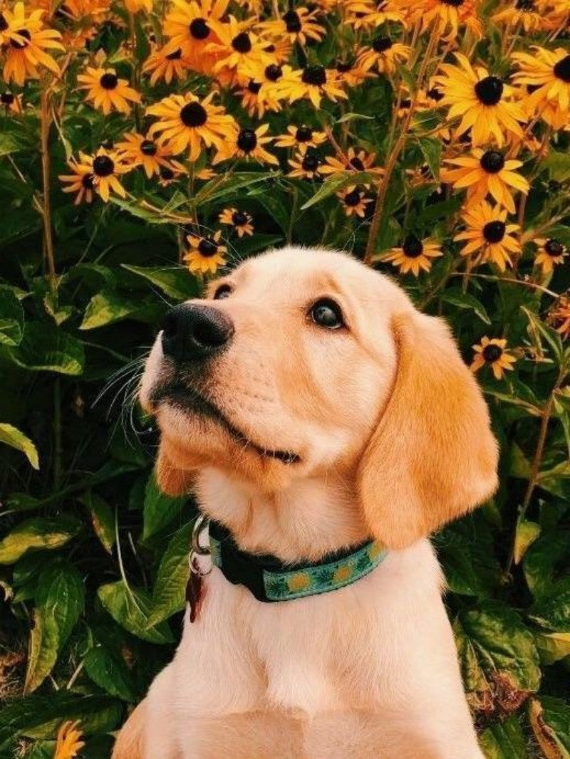 Yellow Labrador Dog | Diamond Painting