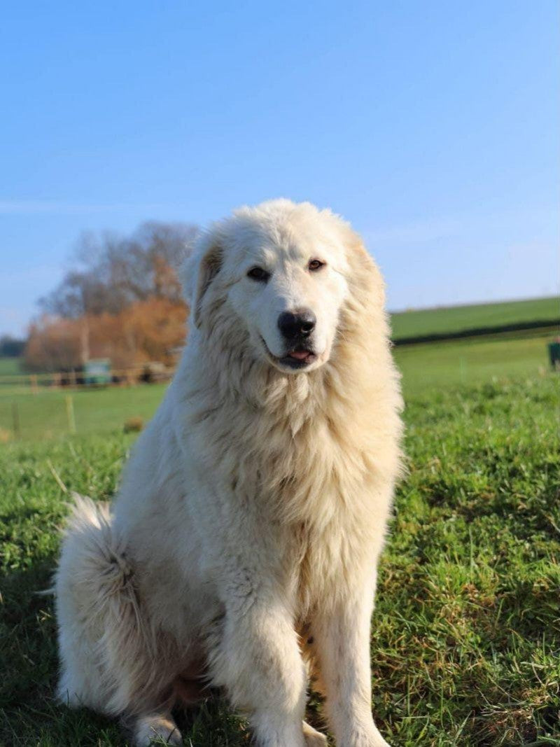 Great Pyrenees Dog | Diamond Painting