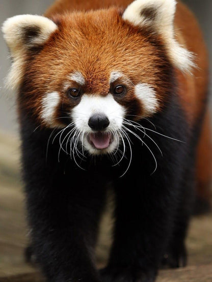 Red Panda | Diamond Painting