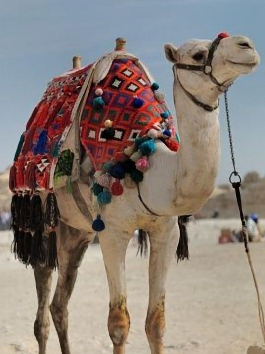 Camel | Diamond Painting