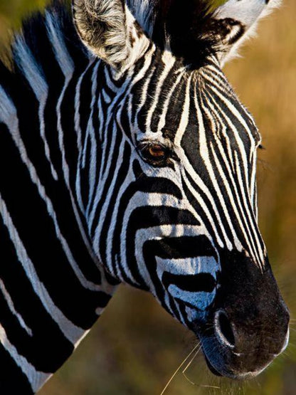 Zebra | Diamond Painting