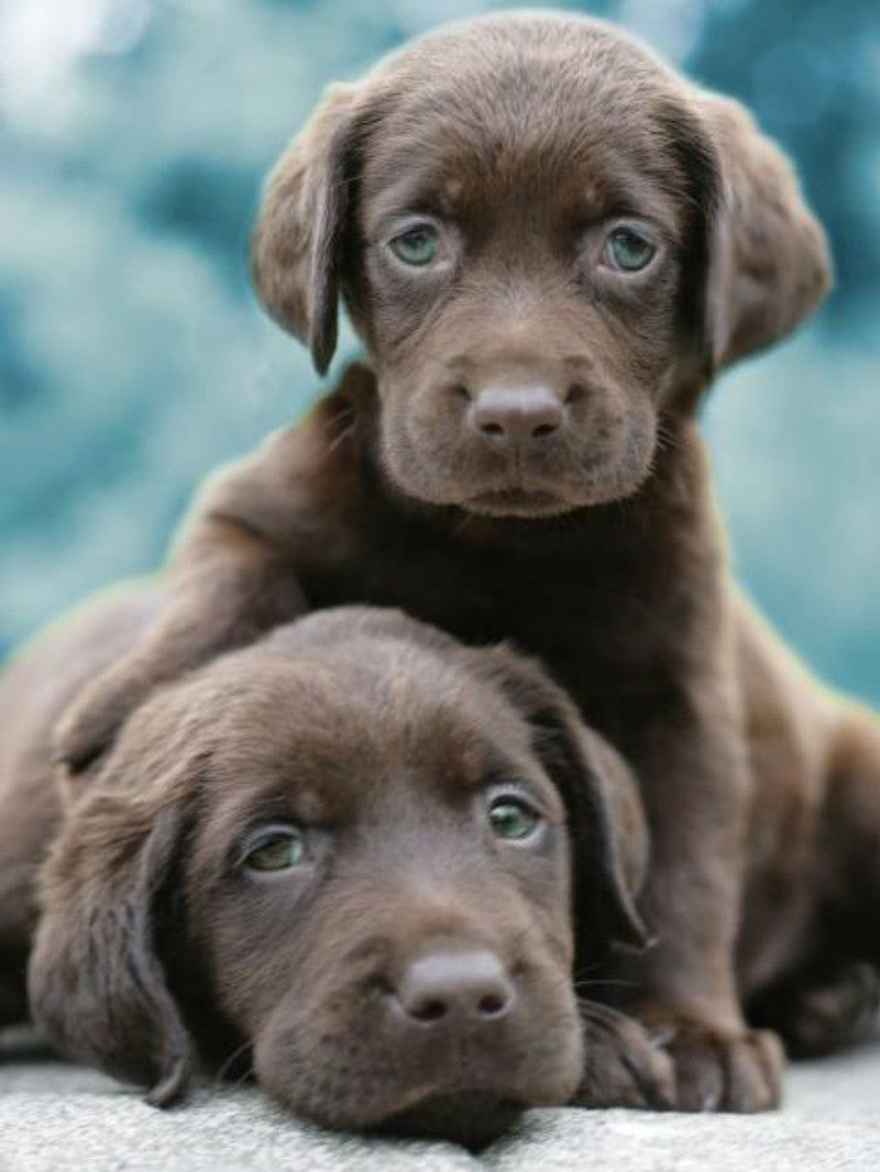 Chocolate Labrador Dog | Diamond Painting