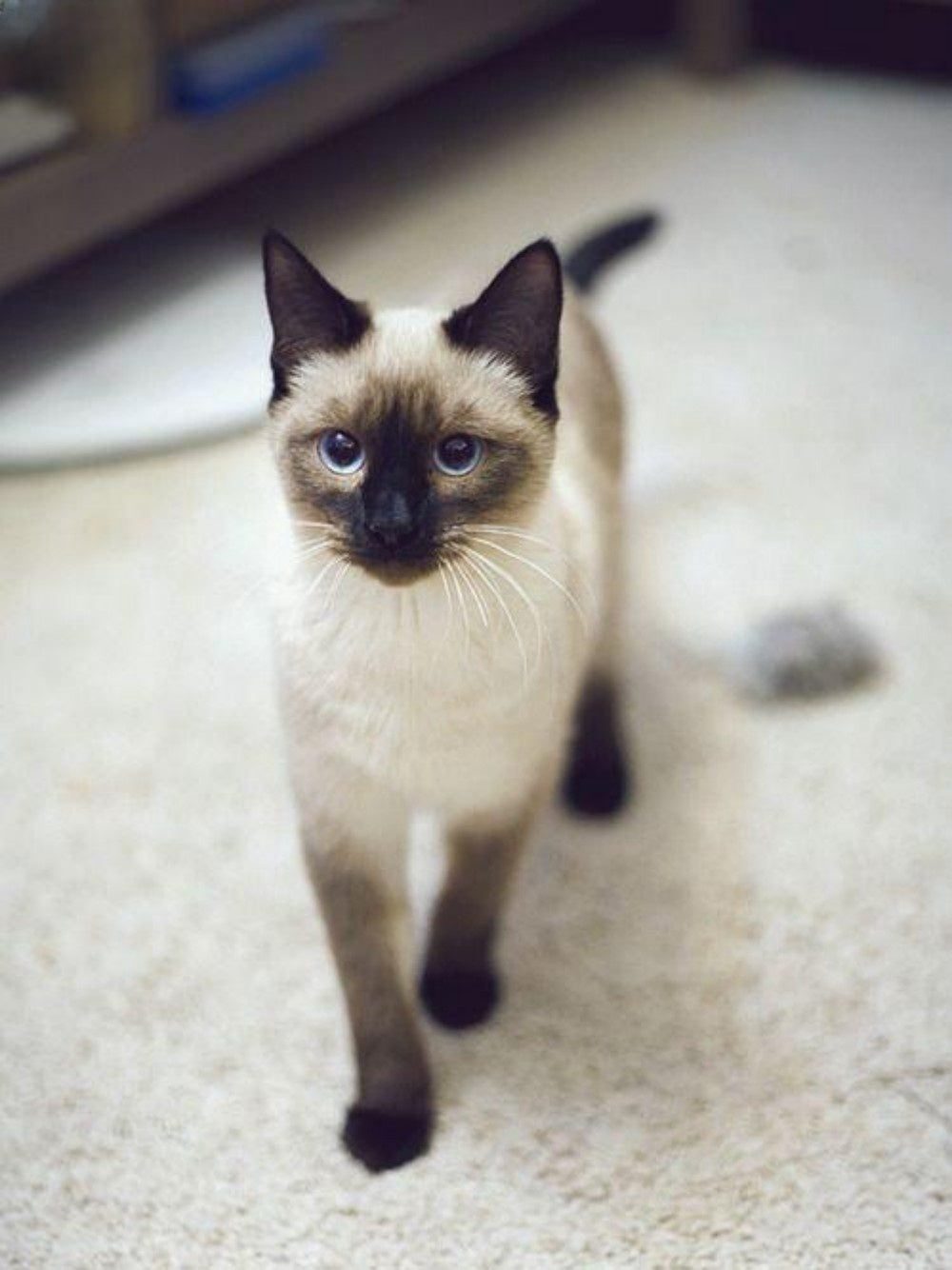 Siamese Cat | Diamond Painting