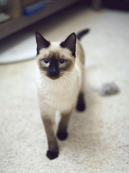 Siamese Cat | Diamond Painting