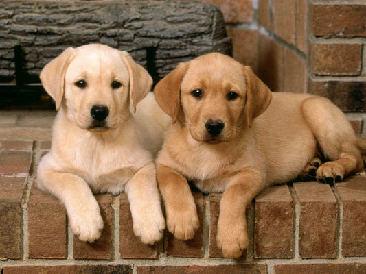 Yellow Labrador Dog | Diamond Painting