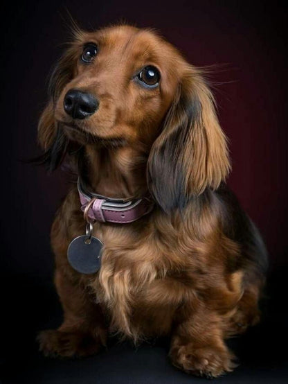Dachshund Dog | Diamond Painting