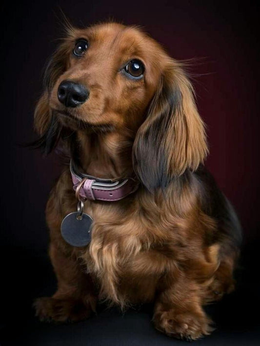 Dachshund Dog | Diamond Painting