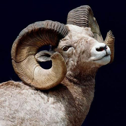 Goat | Diamond Painting
