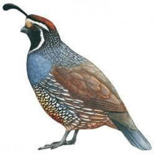 Quail | Diamond Painting