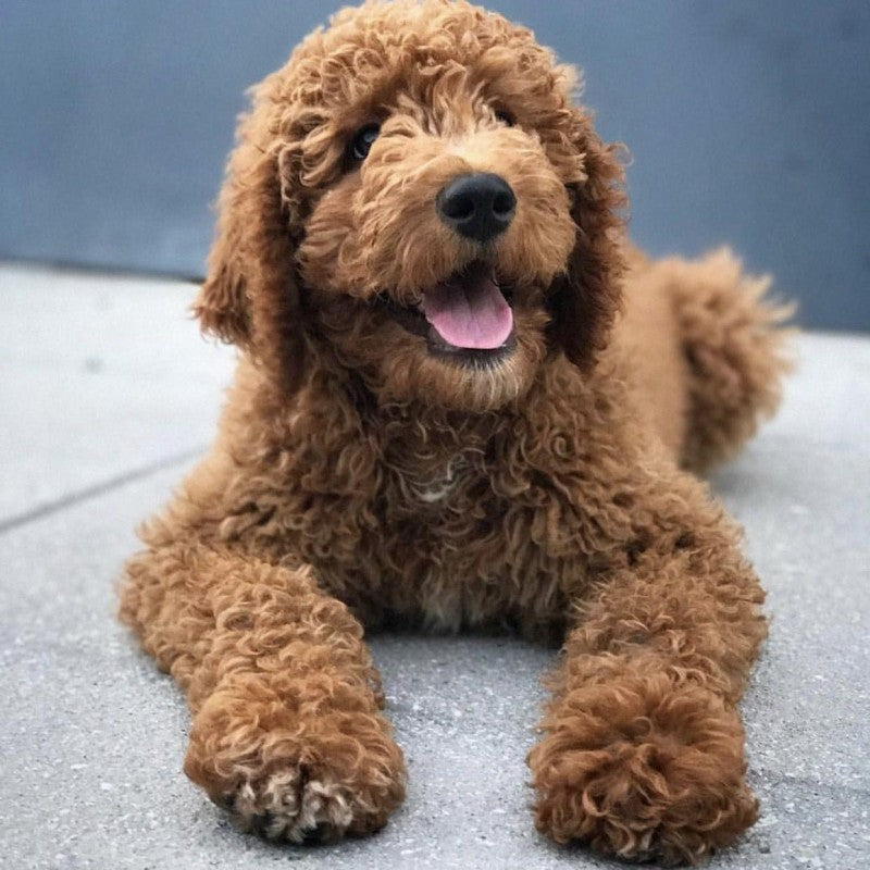 Labradoodle Dog | Diamond Painting