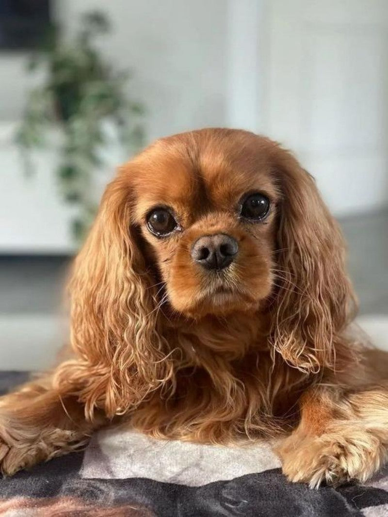 Brittany Spaniel Dog | Diamond Painting