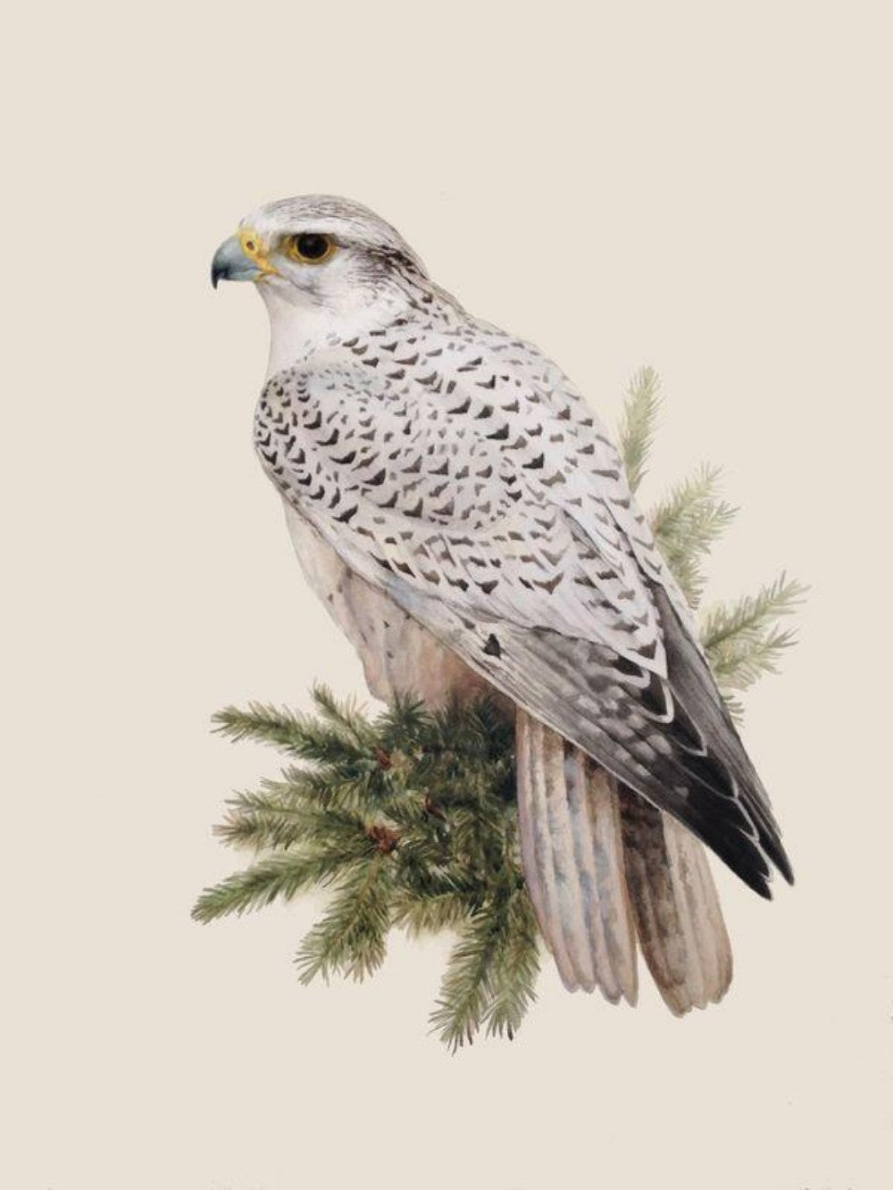 Falcon | Diamond Painting
