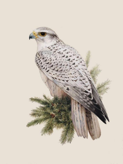 Falcon | Diamond Painting