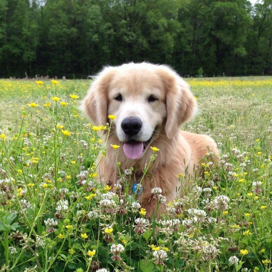 Cottage Garden Dog | Diamond Painting