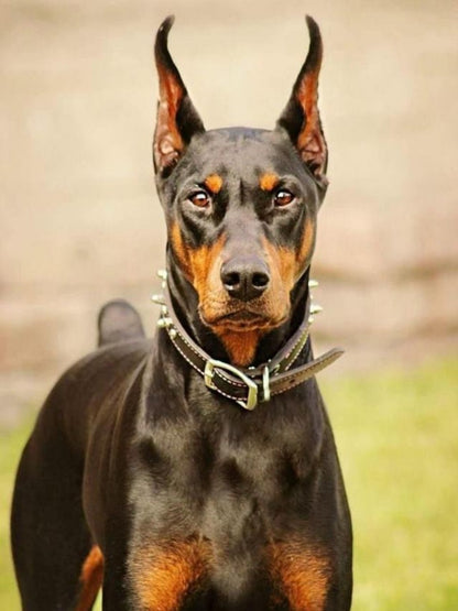 Dog Great Dane | Diamond Painting