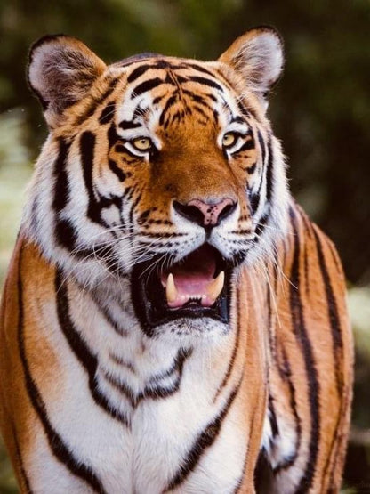 Bengal Tiger | Diamond Painting