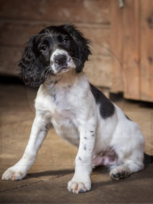 English Springer Spaniel Dog | Diamond Painting