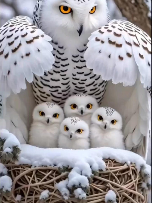 Snowy owl (White Owl) | Diamond Painting