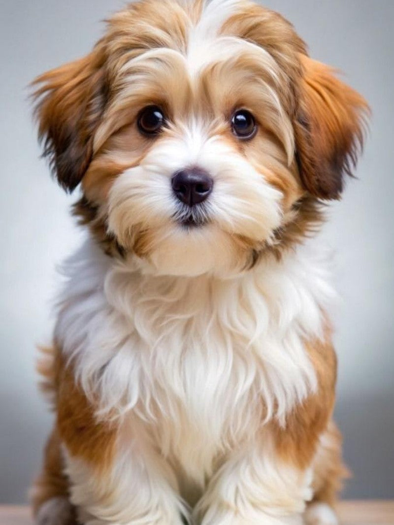 Havanese Dog | Diamond Painting