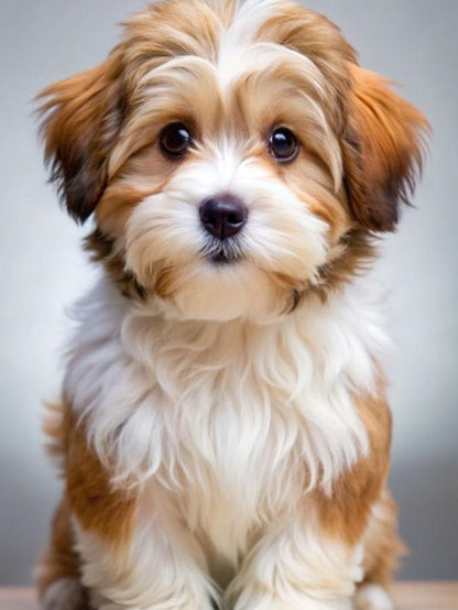 Havanese Dog | Diamond Painting