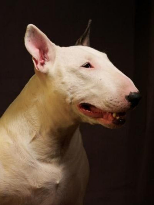 English Bull Terrier Dog | Diamond Painting