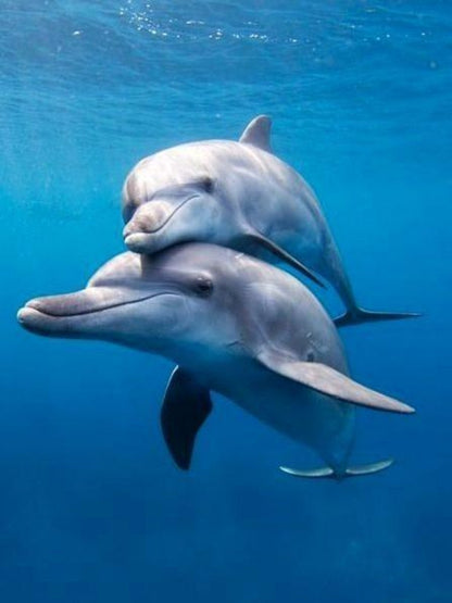 Dolphin | Diamond Painting