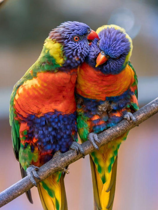 Rainbow Parrots | Diamond Painting