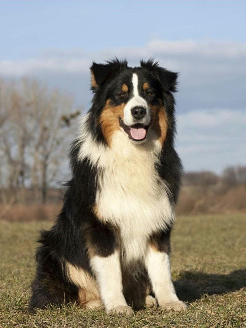 Dog Border Collie | Diamond Painting