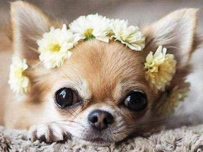 Dog Chihuahua | Diamond Painting