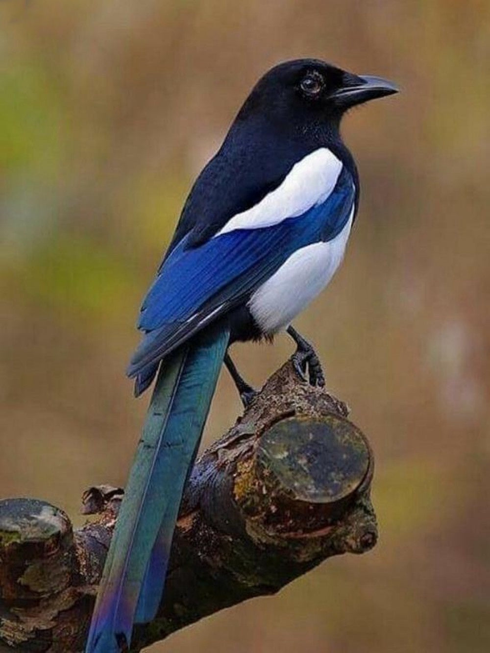 Magpie | Diamond Painting