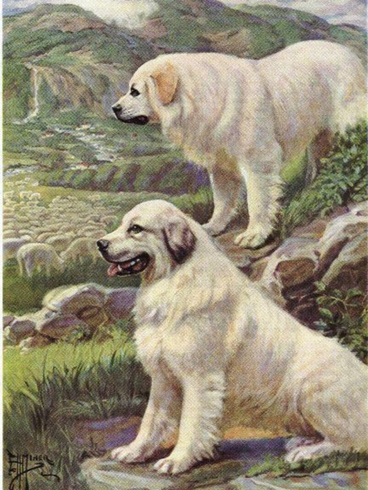 Great Pyrenees Dog | Diamond Painting