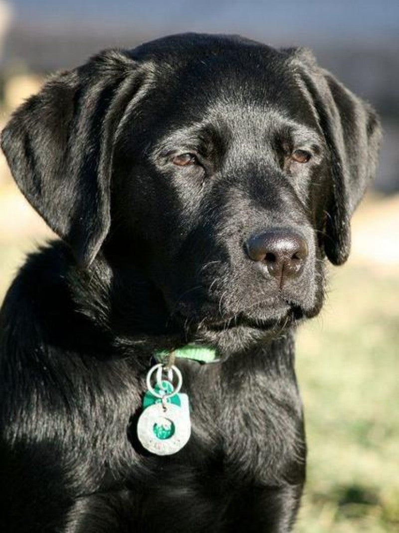 Black Labrador Dog | Diamond Painting