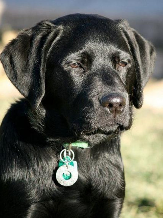Black Labrador Dog | Diamond Painting