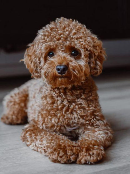 Goldendoodle Dog | Diamond Painting